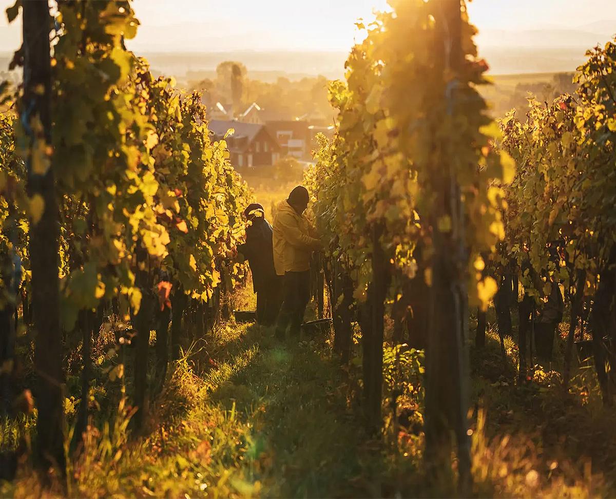 Zhulian Wines (Test)